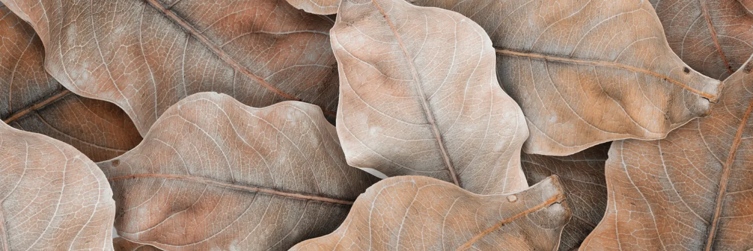 DryLeaf Wallpaper (1)